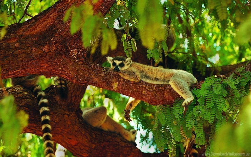 lemur sleeping tree wallpaper PNG clipart with transparency