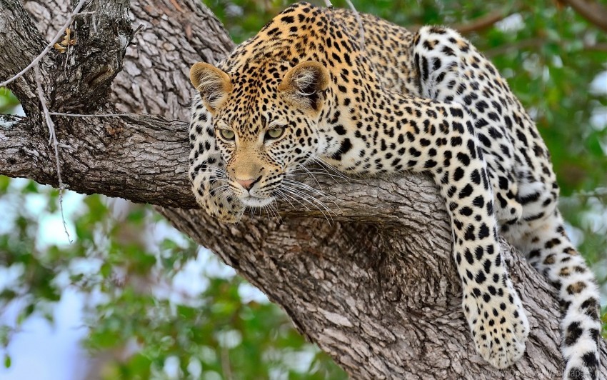 leopard lie down predator tree wallpaper Transparent PNG Illustration with Isolation