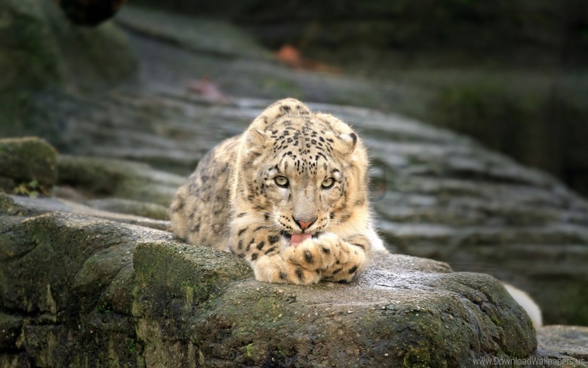 Leopard Lie Down Rest Stones Wallpaper Isolated Illustration In Transparent PNG