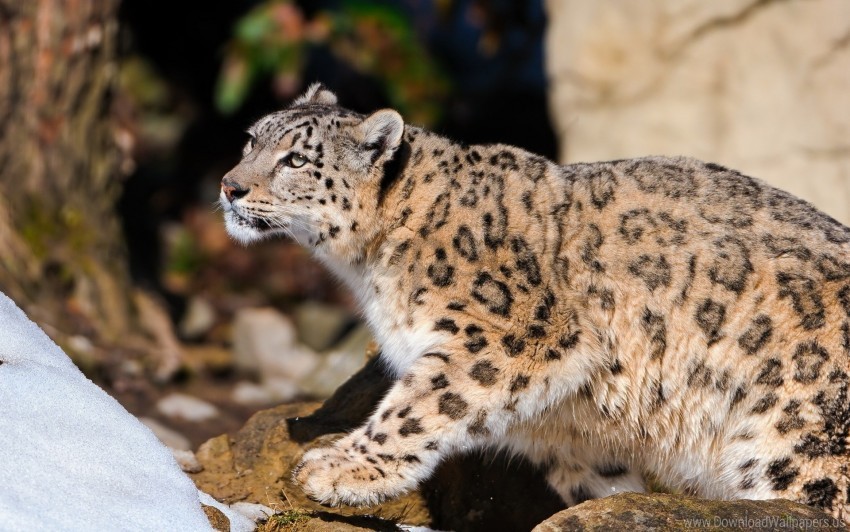leopard light sit snow leopard wallpaper PNG files with no background bundle