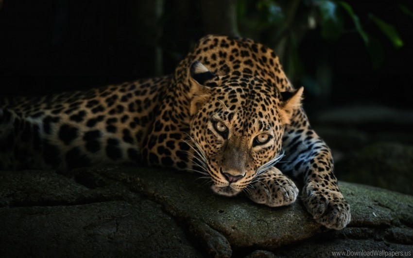 leopard look predator relaxation stone wallpaper PNG files with transparent backdrop complete bundle