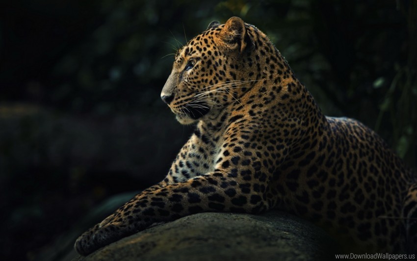 leopard lying predator wallpaper PNG with transparent overlay