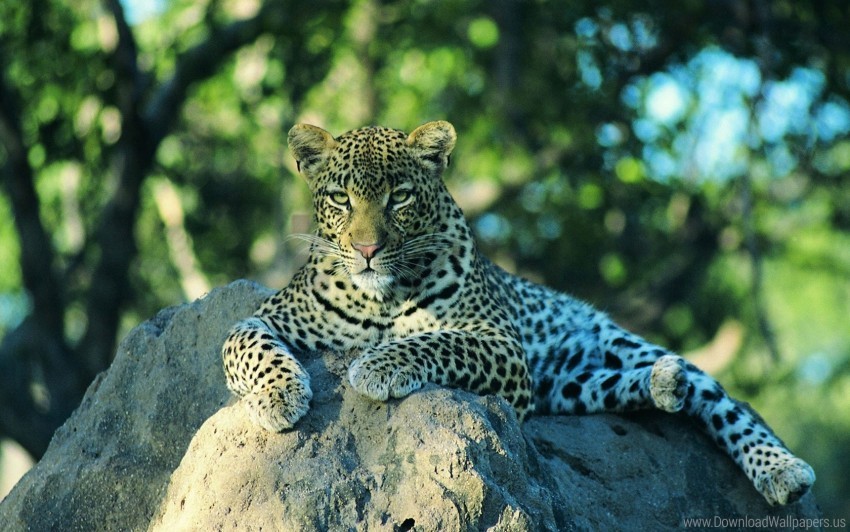 leopard lying stone wallpaper Isolated Icon with Clear Background PNG