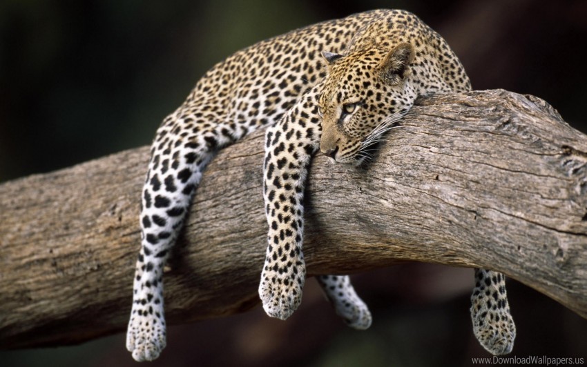 leopard lying tree wallpaper Clear PNG images free download