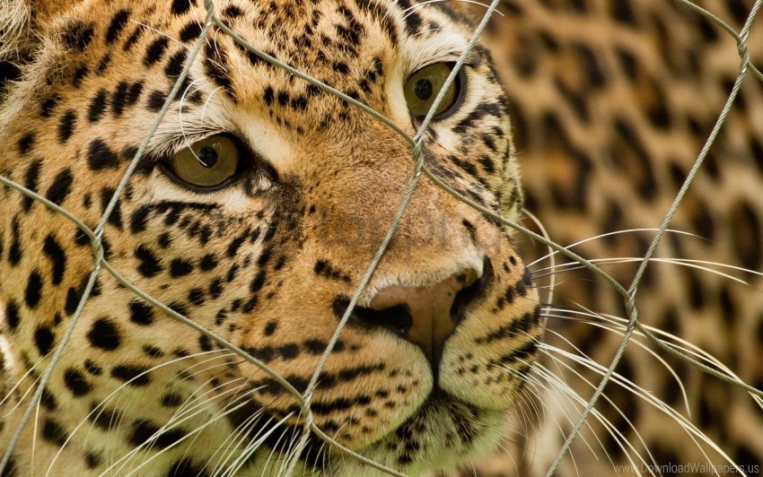leopard mesh predator spotted wallpaper High-resolution PNG images with transparent background