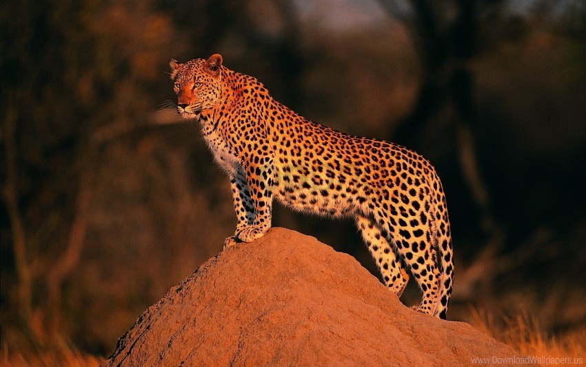 leopard peers stone wallpaper PNG files with transparent elements wide collection