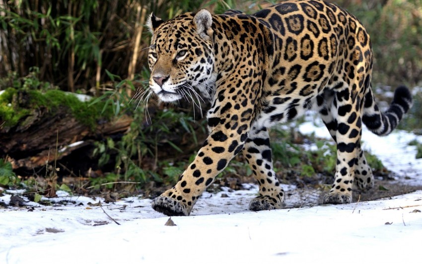leopard predator snow walk wallpaper PNG Graphic Isolated on Transparent Background