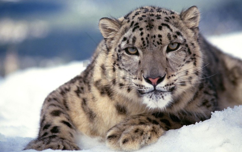 leopard scary snow wallpaper Free PNG images with alpha transparency compilation