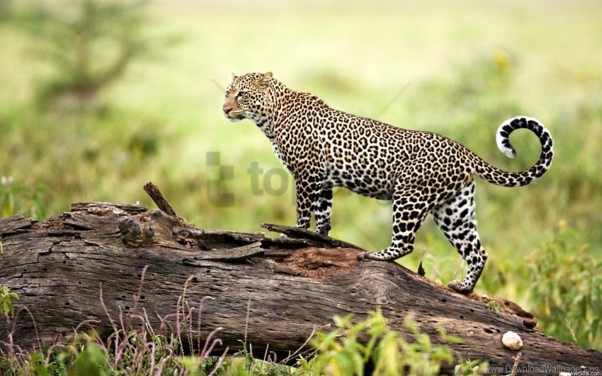 leopard wildlife wallpaper Transparent PNG images for design