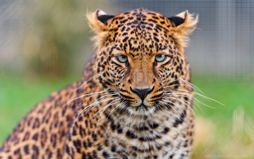 leopard young wallpaper PNG image with no background