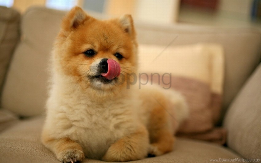 lick oneself muzzle puppy small wallpaper PNG file with no watermark