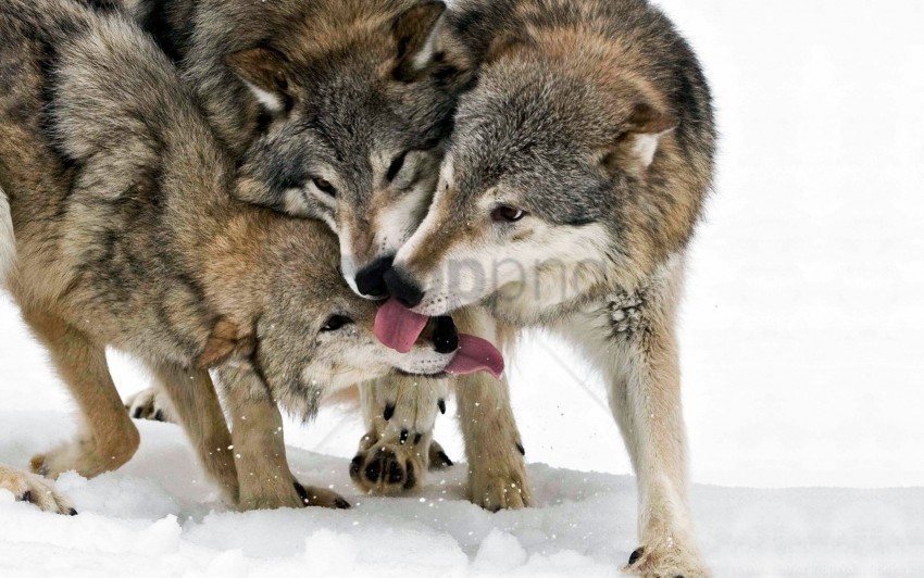lick snow three tongue wolf wallpaper Isolated Object on Transparent PNG