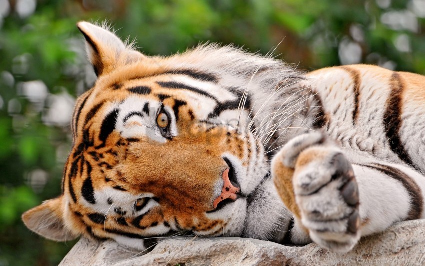 lie muzzle paw predator tiger wallpaper PNG images alpha transparency