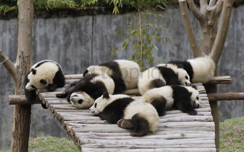 lie nature panda set sleep wallpaper Clear PNG file