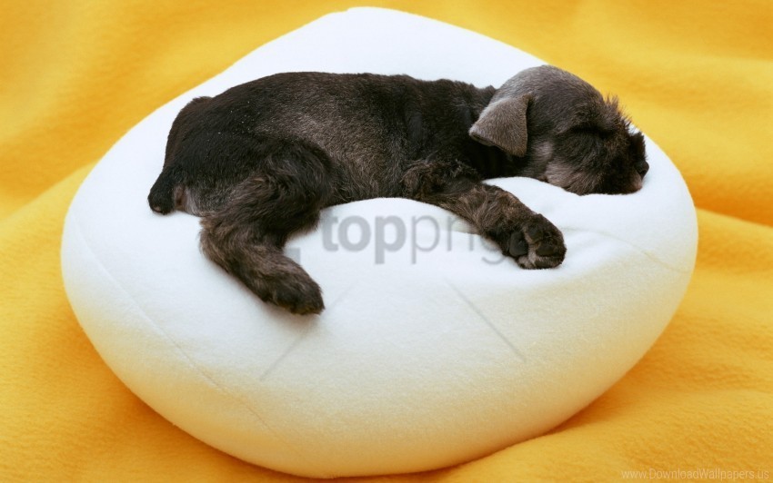 lie pillow puppy wallpaper PNG with no bg