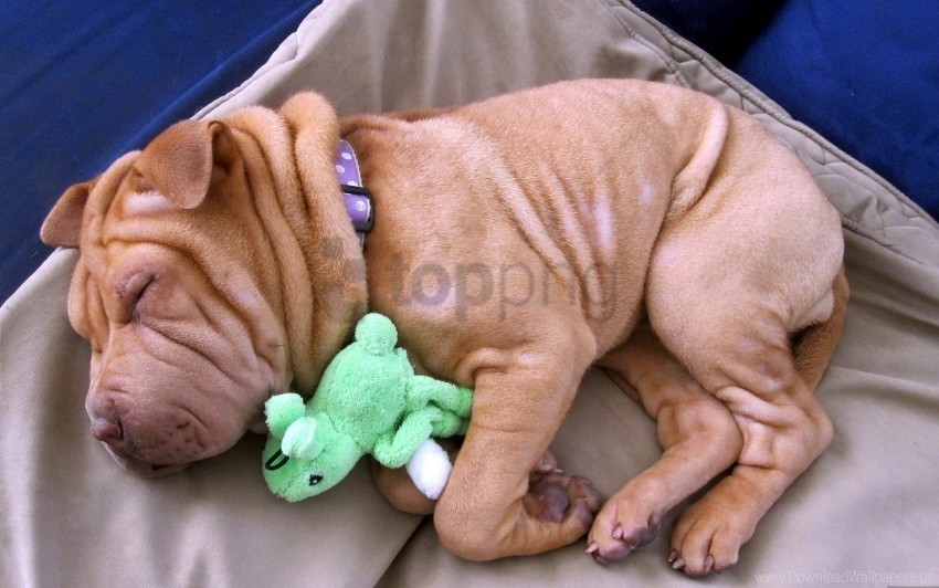 lie puppy shar pei sleep toy wallpaper Free PNG images with alpha transparency