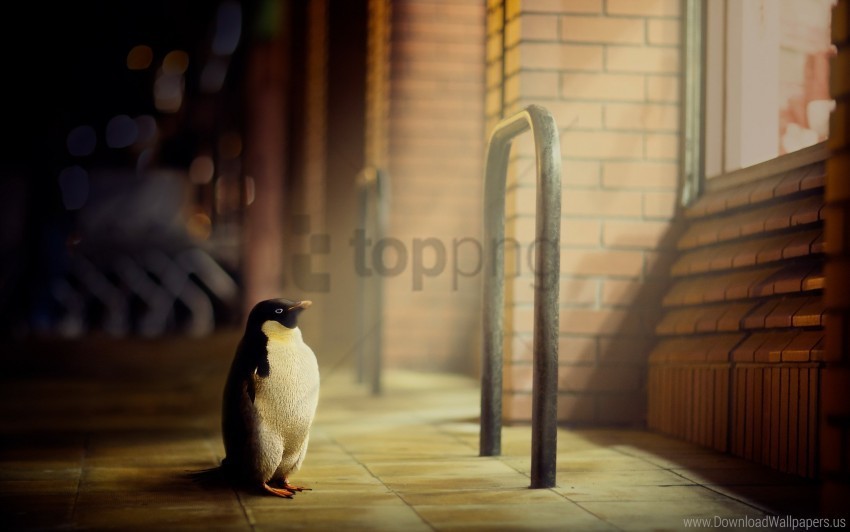 Light Penguin Window Wallpaper Transparent PNG Stock Photos