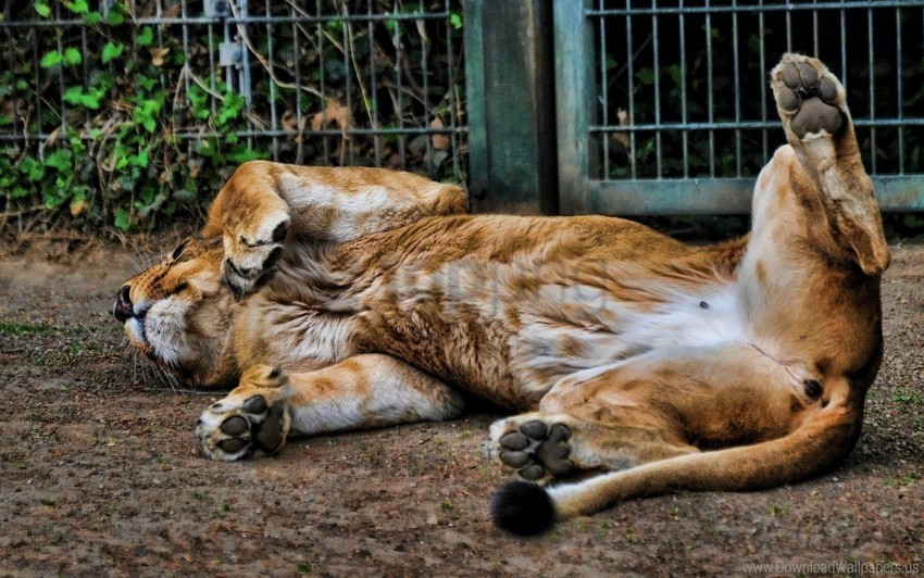 lion reserve sleep turn somersaults wallpaper HighQuality Transparent PNG Isolated Object