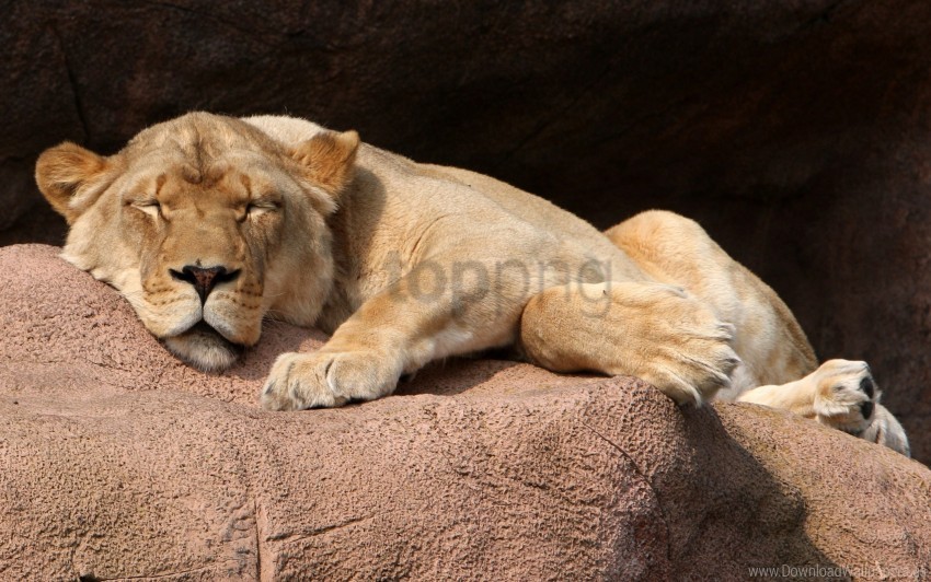 lioness lying stone wallpaper PNG images with no background necessary