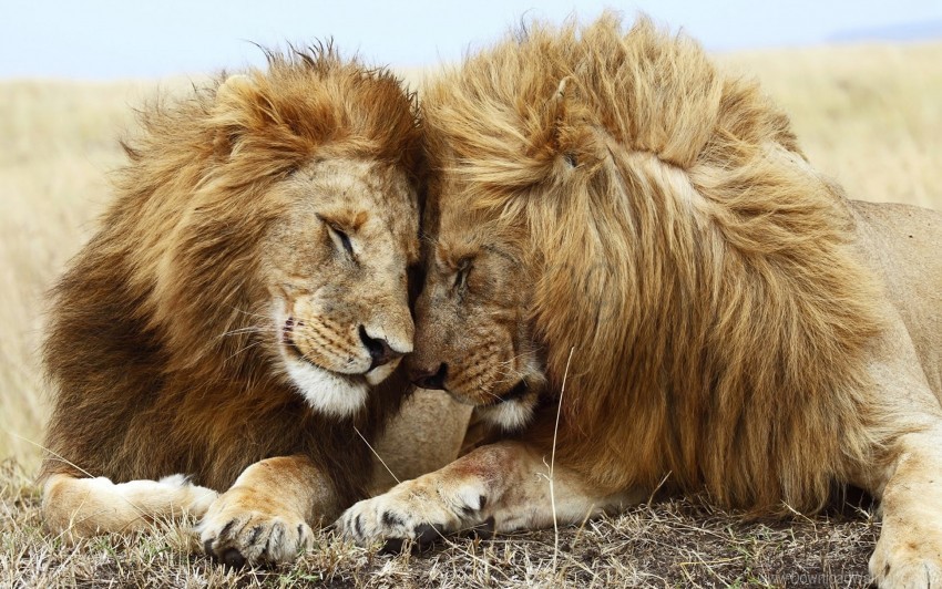 lions pair wallpaper PNG without background