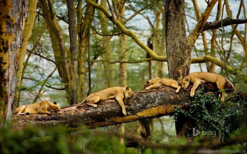 lions sleeping wallpaper PNG transparent design bundle