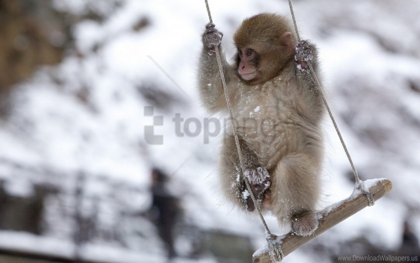 Little Monkey Swing Wallpaper PNG Without Watermark Free