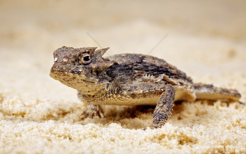 lizard reptile sand wallpaper Isolated Subject in HighResolution PNG