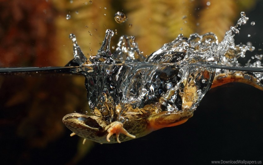 lizard reptile swimming under water wallpaper Isolated Illustration on Transparent PNG