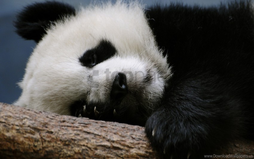 log panda sleep spotted wallpaper Isolated Artwork in Transparent PNG Format