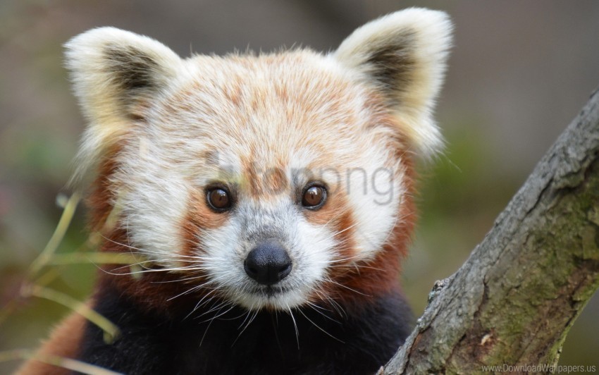 look nose red panda wallpaper Isolated Object with Transparency in PNG