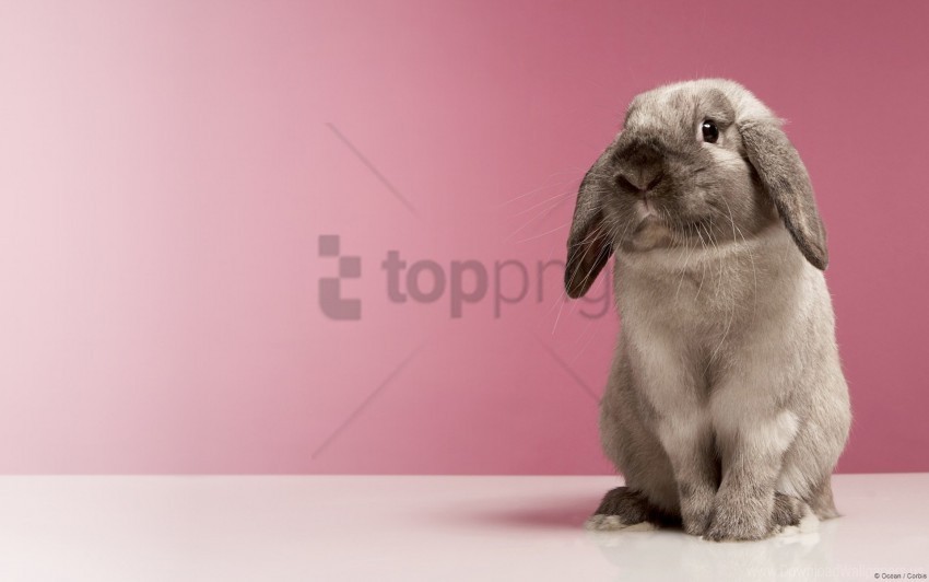 look rabbit spotted wallpaper HighResolution Transparent PNG Isolated Graphic