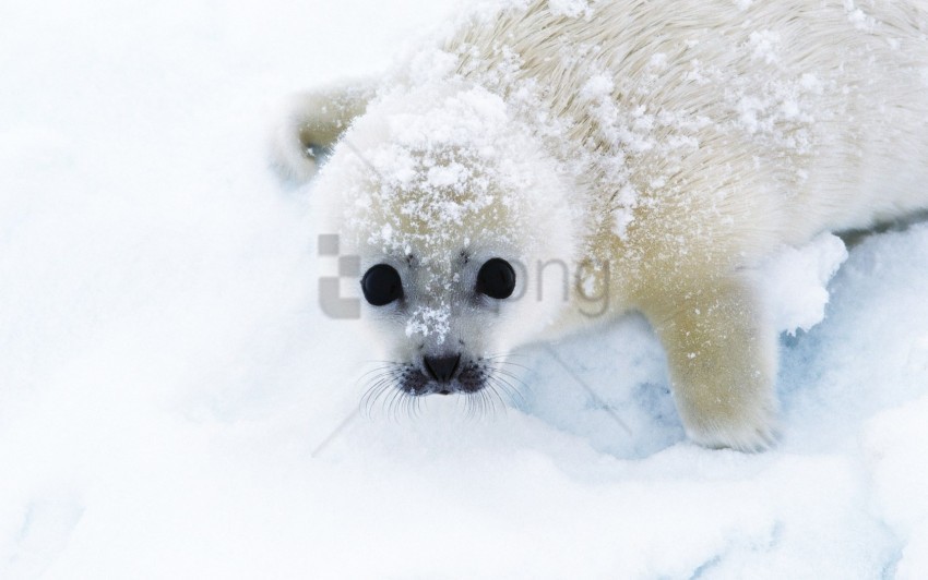 looks seal snow wallpaper Isolated PNG Graphic with Transparency
