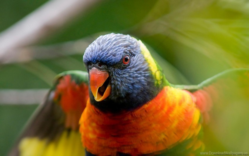 lorikeet parrot rainbow wallpaper PNG with no background free download