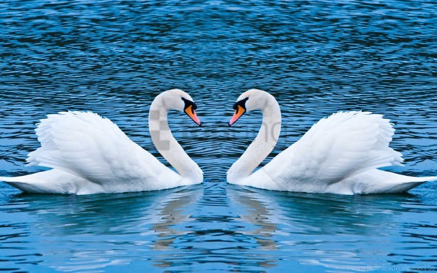 love swan wallpaper PNG Isolated Object with Clarity