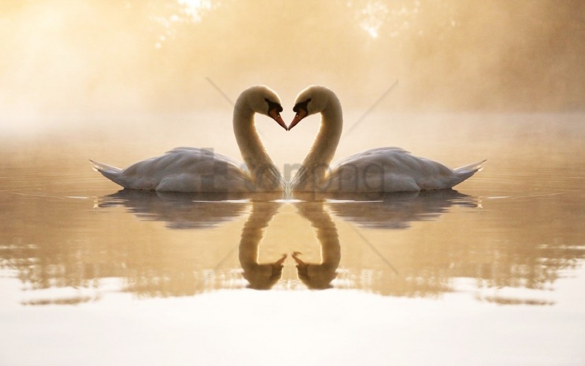 loving swans wallpaper Transparent PNG graphics variety