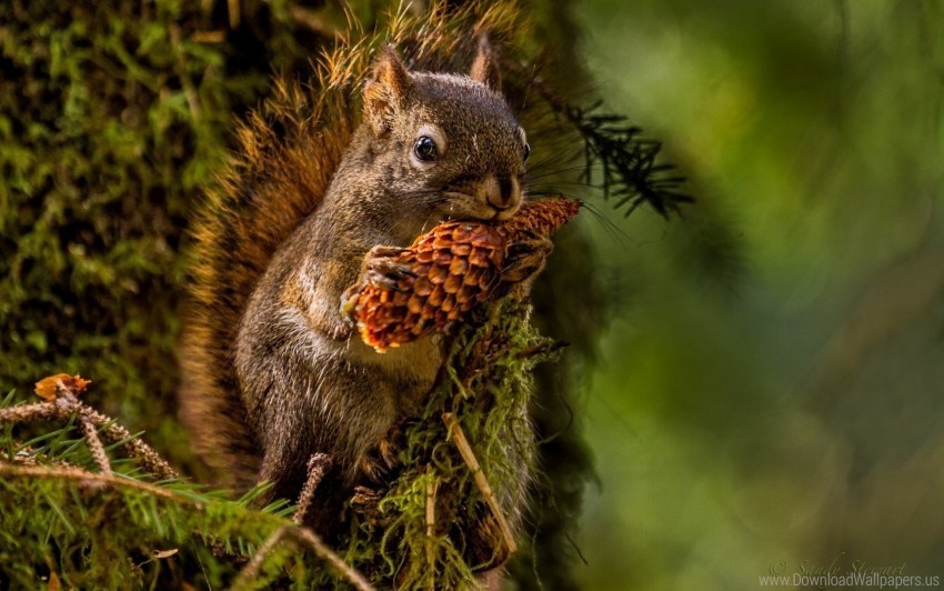 Lunch Pine Cone Squirrel Wallpaper PNG Files With Transparent Backdrop