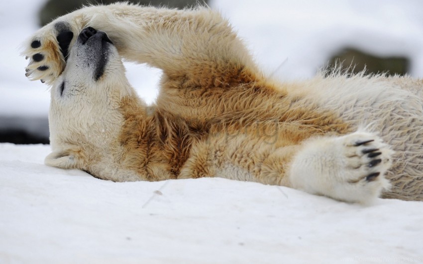 lying polar bear rest snow wallpaper PNG Image Isolated on Clear Backdrop