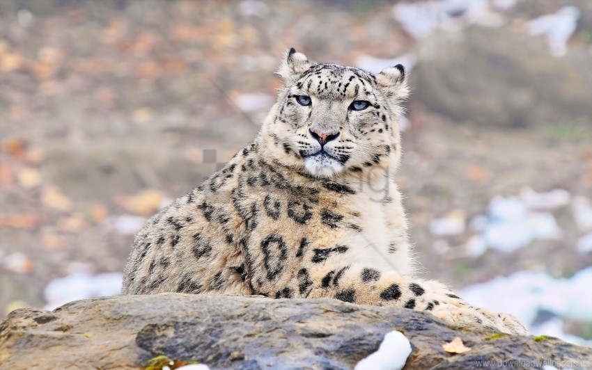 lying predator rock snow leopard wallpaper PNG pics with alpha channel