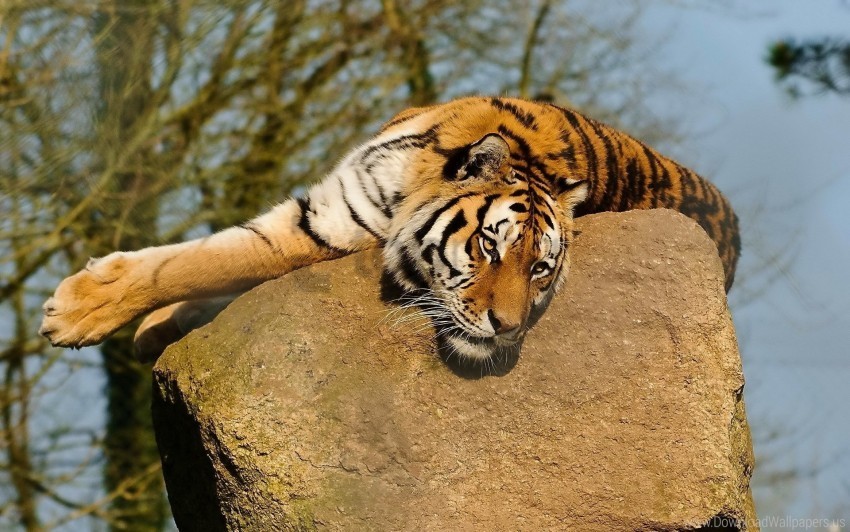 Lying Rock Tiger Warm Wallpaper High-resolution Transparent PNG Images Assortment