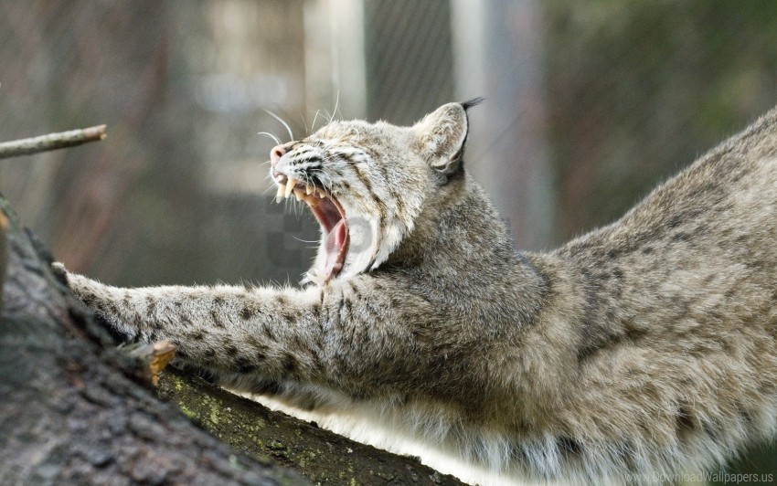 lynx mouth tree yawning wallpaper PNG Image with Isolated Graphic Element