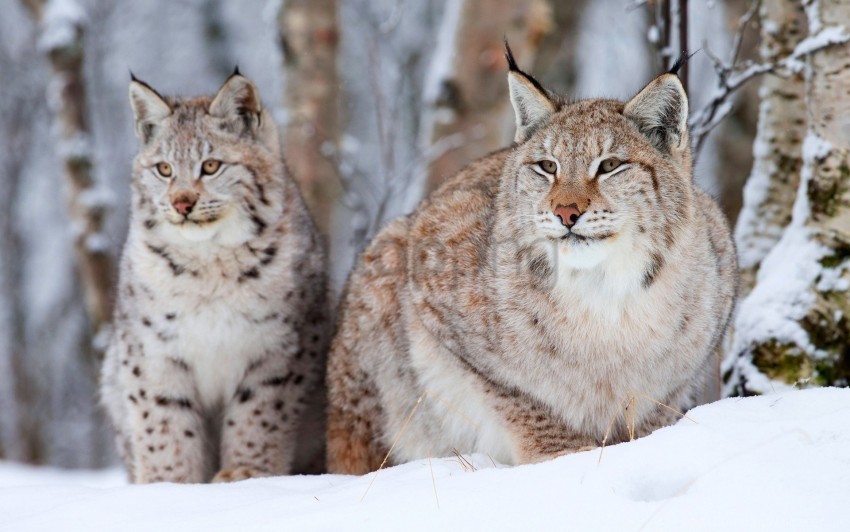 lynx sit snow snow leopard wallpaper ClearCut PNG Isolated Graphic