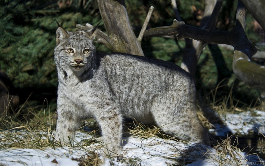 lynx snow walking winter wallpaper PNG file with alpha