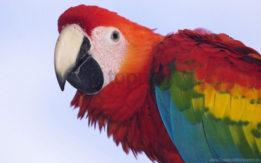 macaw pro scarlet wallpaper Isolated Object in Transparent PNG Format