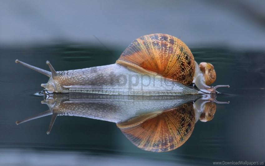 macro reflection shell snail wallpaper PNG Isolated Illustration with Clarity