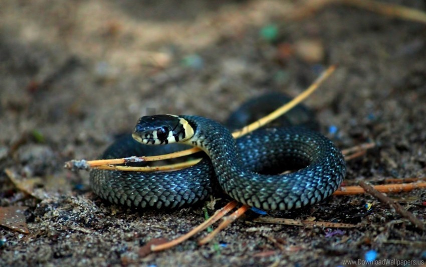 Macro Rings Scales Snake Wallpaper PNG Images Transparent Pack