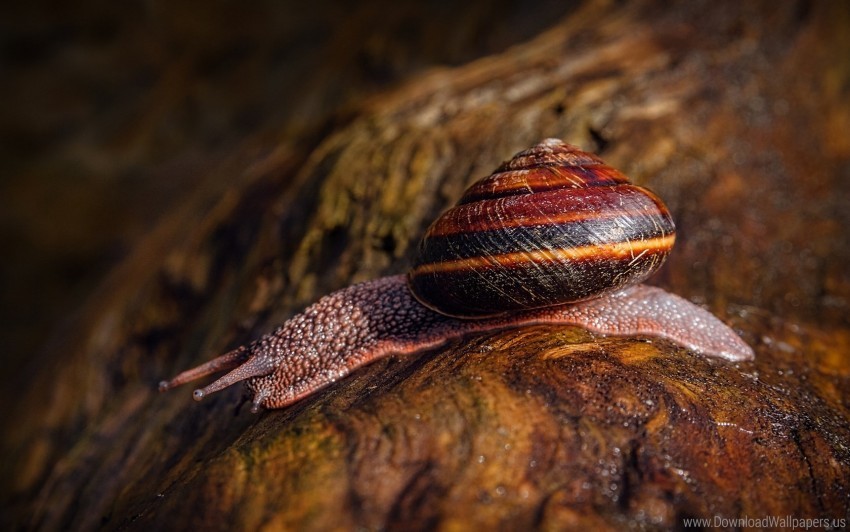 macro snail stone wallpaper Isolated Item in Transparent PNG Format