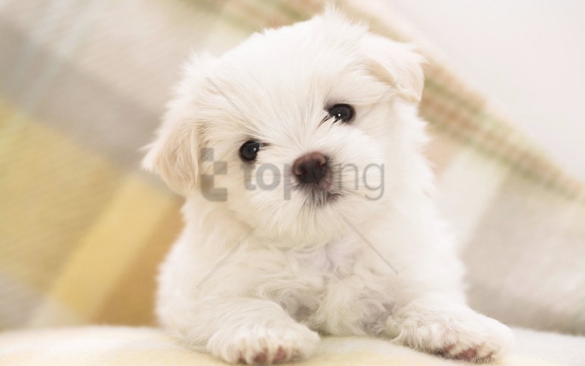 maltese puppy wallpaper Clear Background Isolated PNG Object