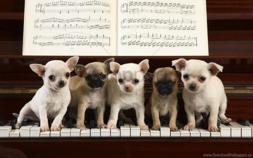 many music piano puppies sit wallpaper HighResolution Transparent PNG Isolated Element