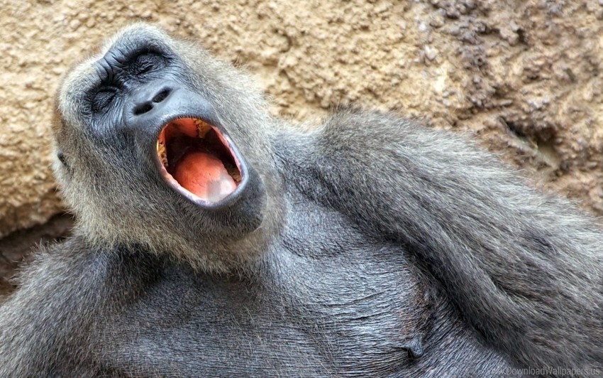 monkey nap sleep yawn wallpaper Clear PNG pictures free