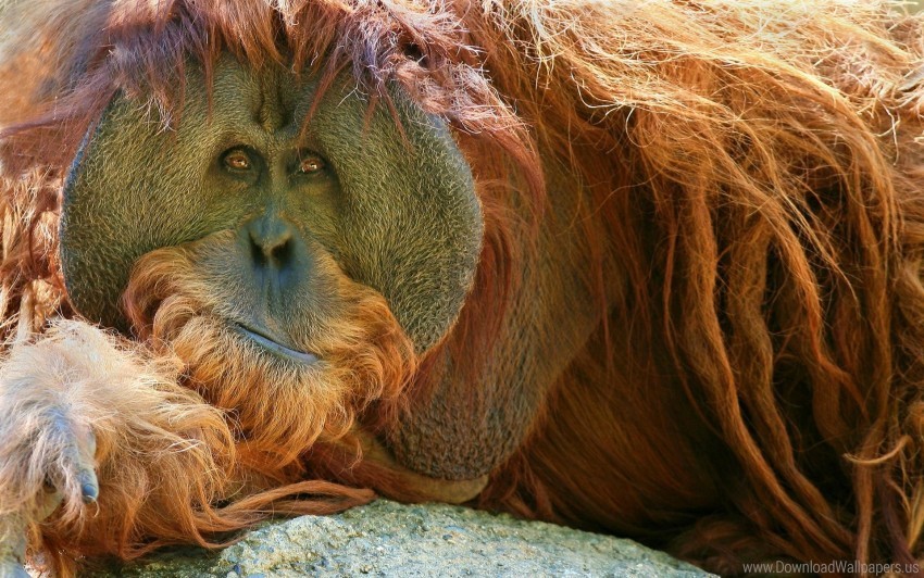 monkey orangutan pensive wallpaper PNG transparency